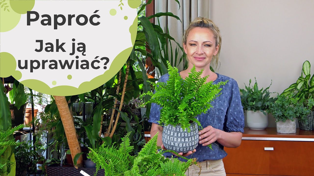 Dlaczego paproć marnieje? Błędy w uprawie popularnej paprotki nefrolepis