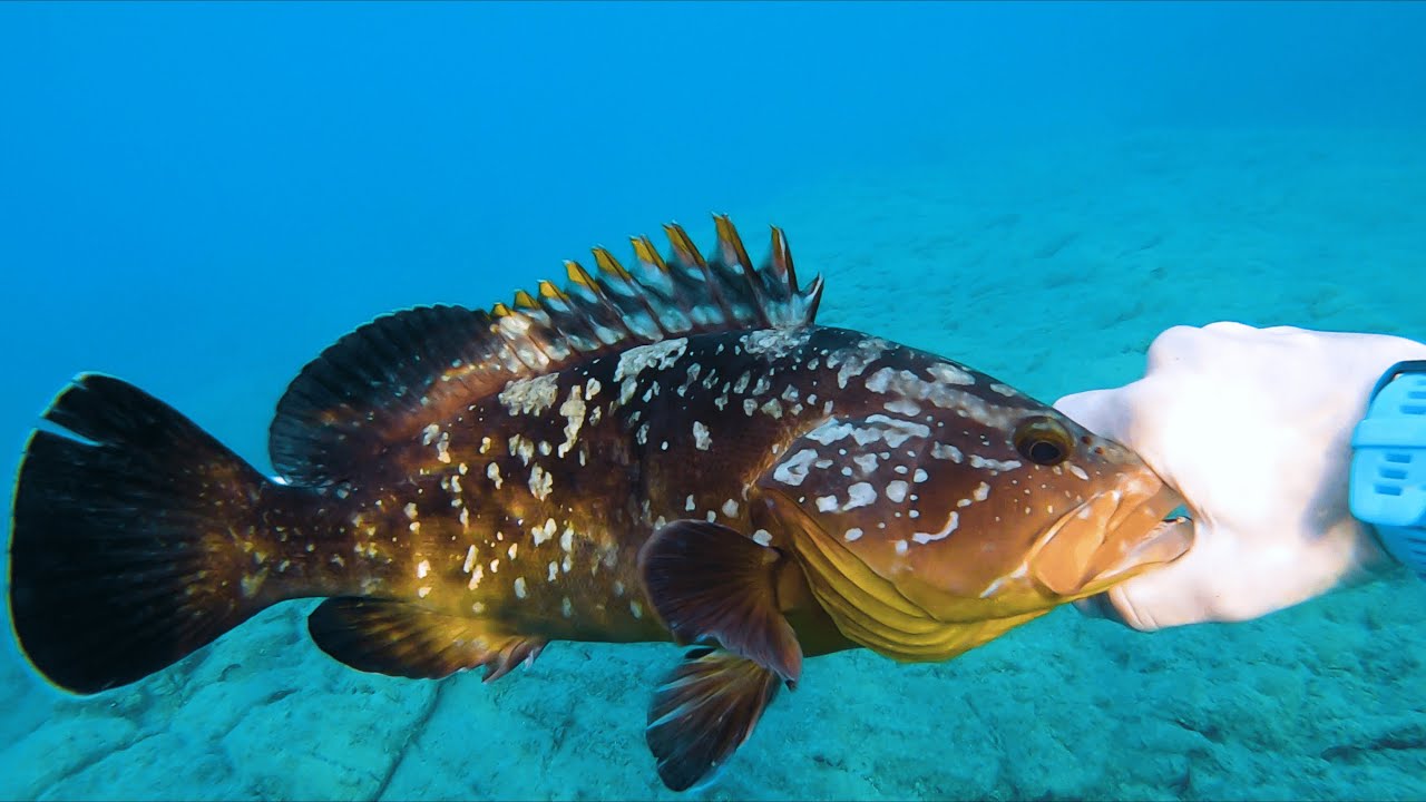 Astypalea's serenity and shallow spearfishing
