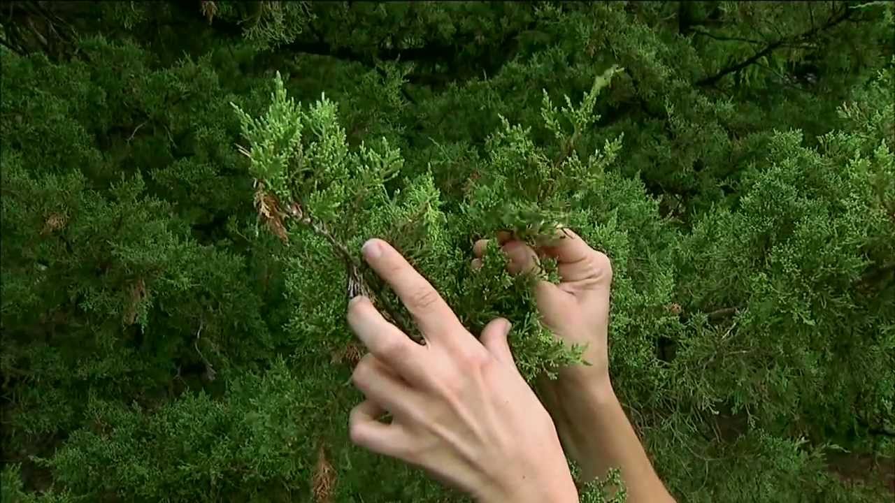 Bagworm Control