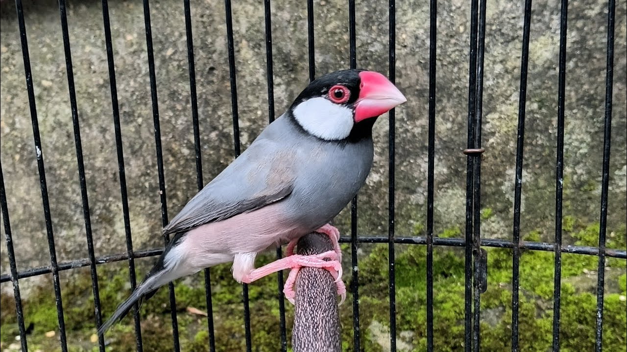 Harga terbaru burung glatik belong edisi Februari 2026