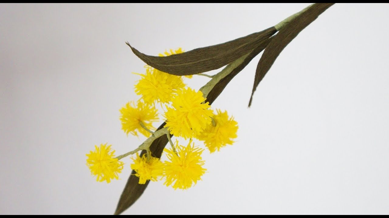 Golden Wattle Paper Flowers /Acacia pycnantha PAPER FLOWER