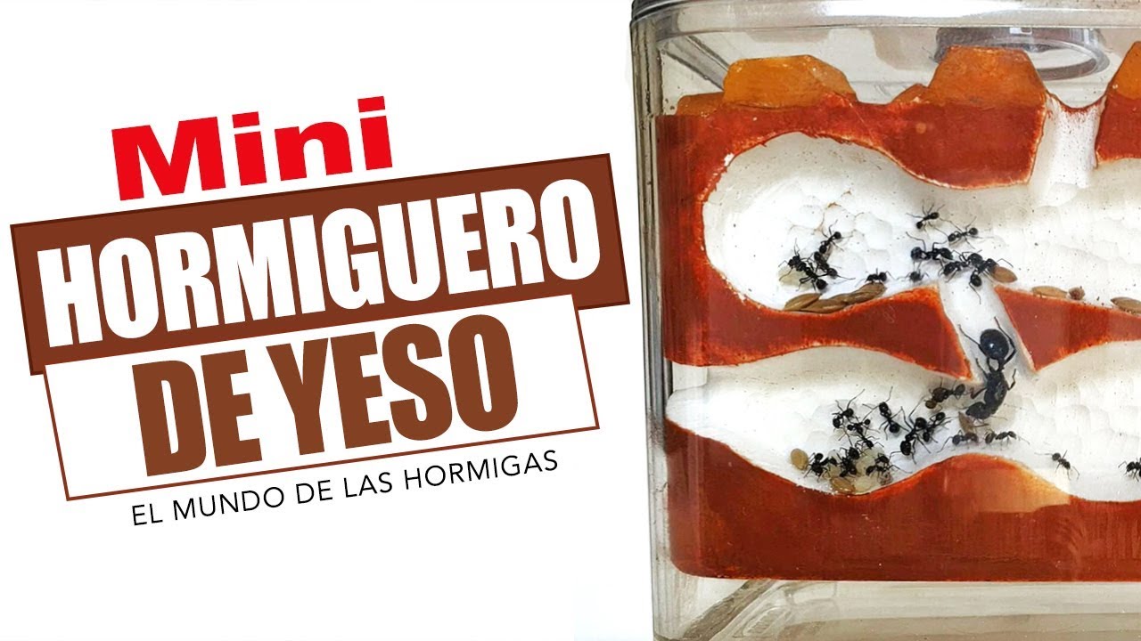 Mini Hormiguero de Yeso - Dia 1