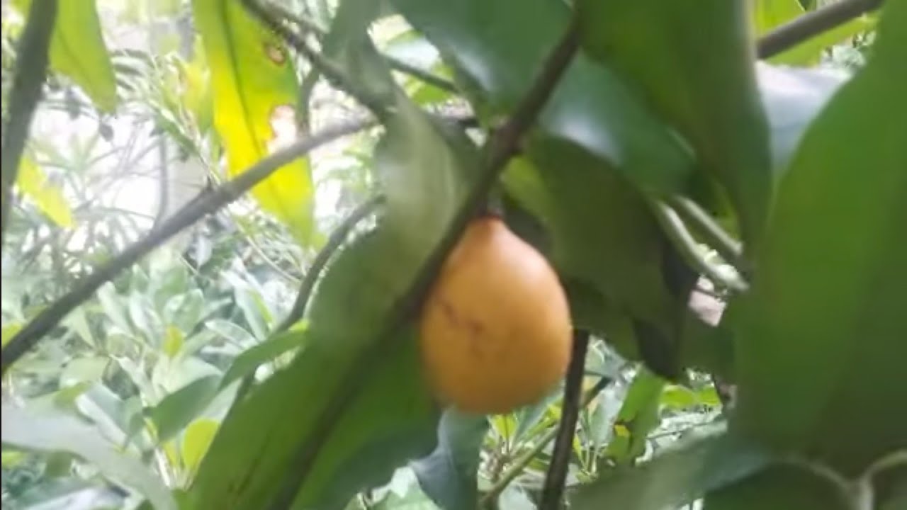 Novas frutíferas achachairu boliviano lucuma gigante santol pingam champedaque champejaca21989297468