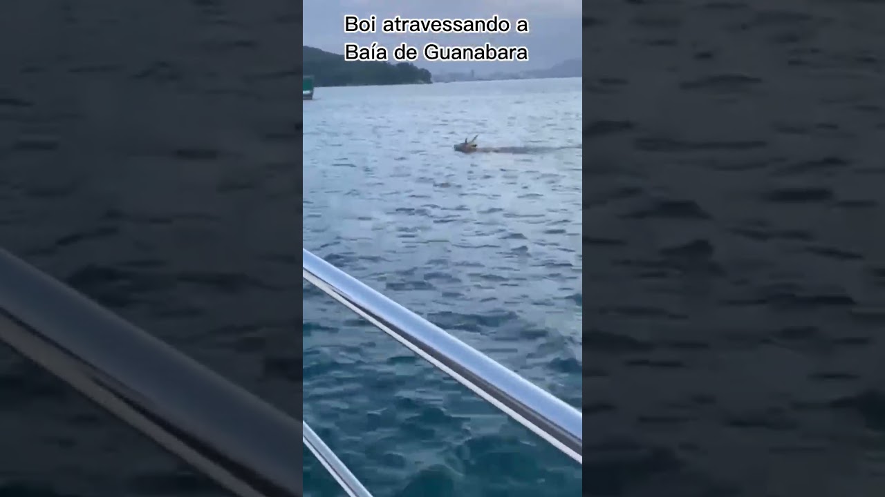 Boi atravessando a Ba&iacute;a de Guanabara &agrave; nado