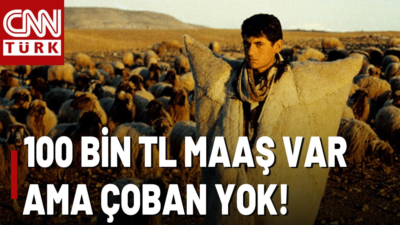 Ara Eleman Sorunu Kırsalda Da Baş Gösterdi! 100 Bin TL Maaşa Çoban Yok! | Akıl Çemberi
