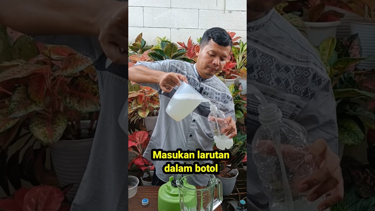 Membuat insectisida alami paling ampuh, cukup pakai bawang putih. #insectisidaalami #pestisidaalami