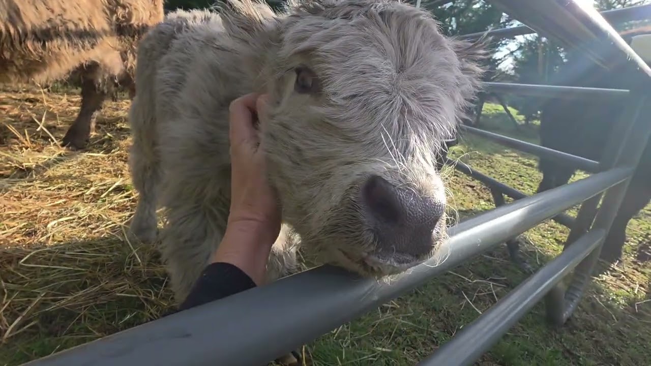 Baby 