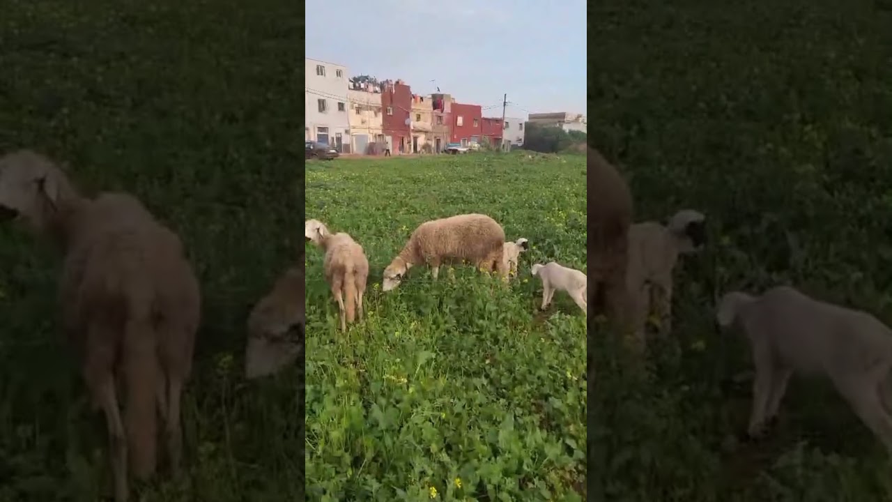 ١٧ فبراير ٢٠٢٦