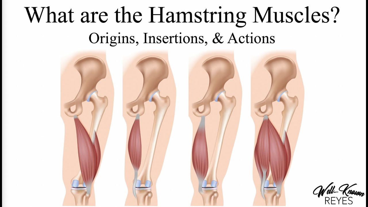 MBLEx Review: What are The Hamstring Muscles; Origins, Insertions, & Actions