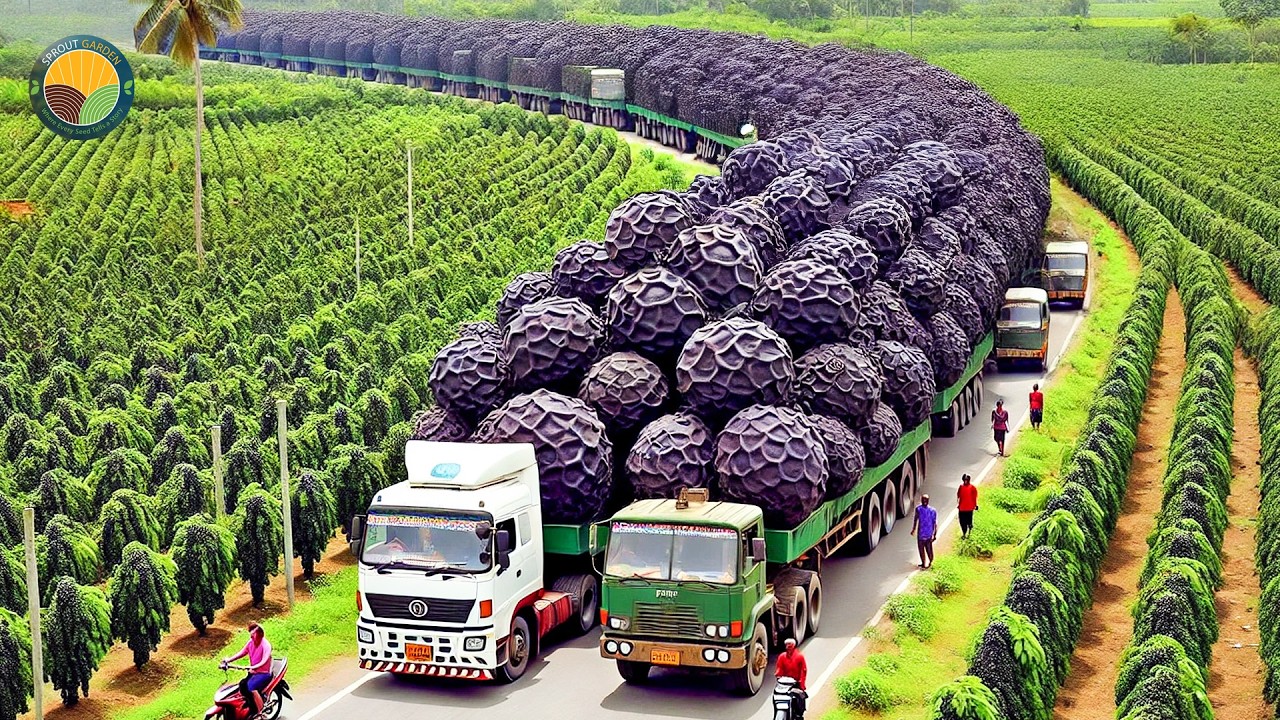 How Vietnamese Farmers Harvest Tons of Black Pepper: Black Pepper Farming | Farming Documentary