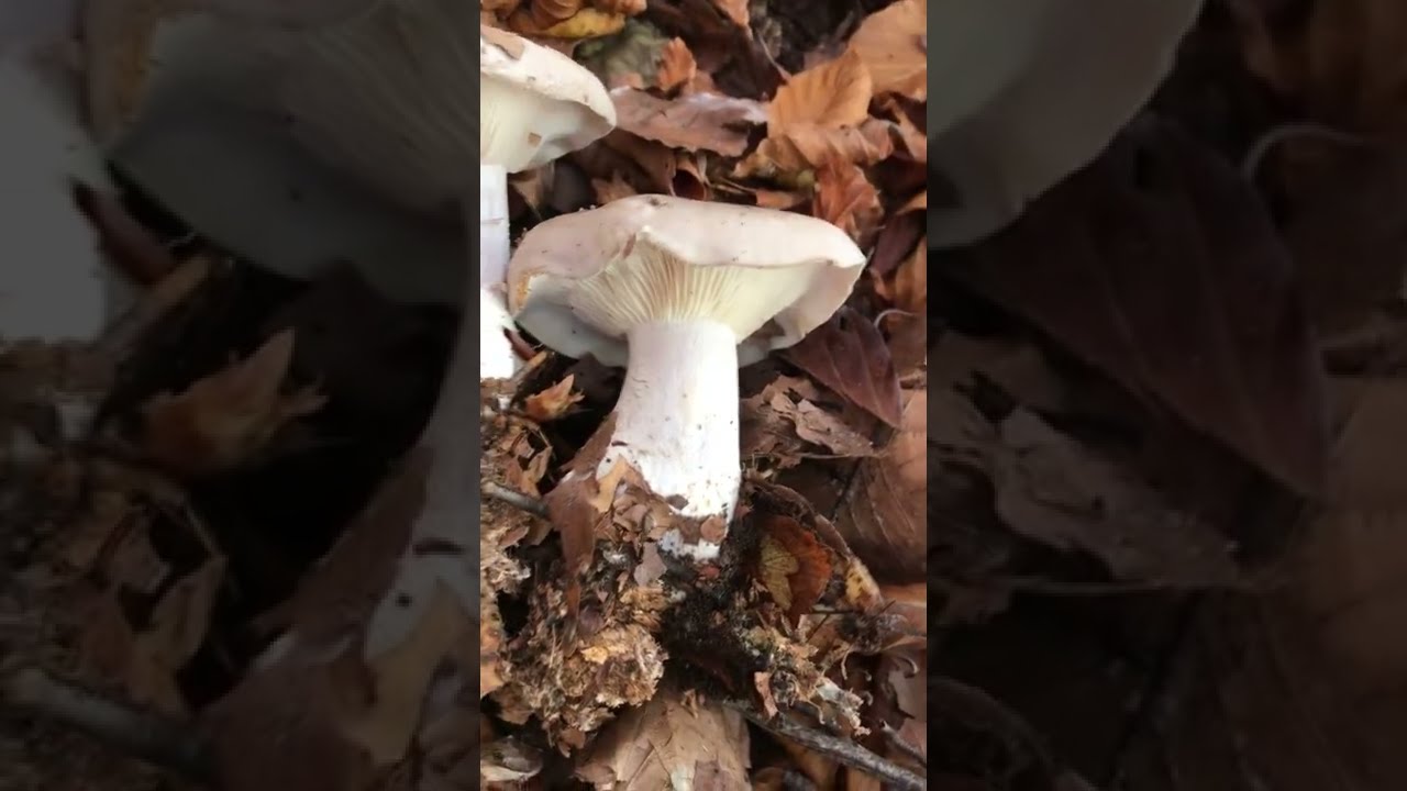 Clitocybe Nebularis - Pillole di Micologia - 🍄 Conoscere i Funghi con Giacomo Ciabatti Isp. Micologo
