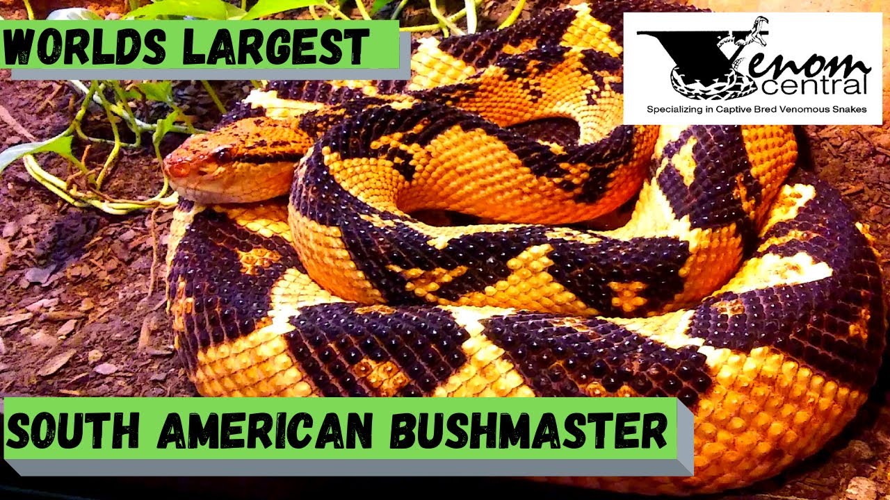World's Largest Pit Viper | South American Bushmaster