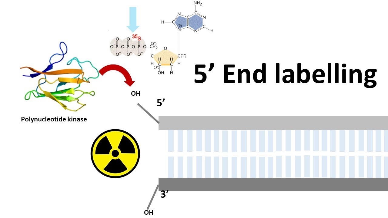 5 prime end labelling | end labeling of DNA | How do you label the prime ends of the DNA molecule?