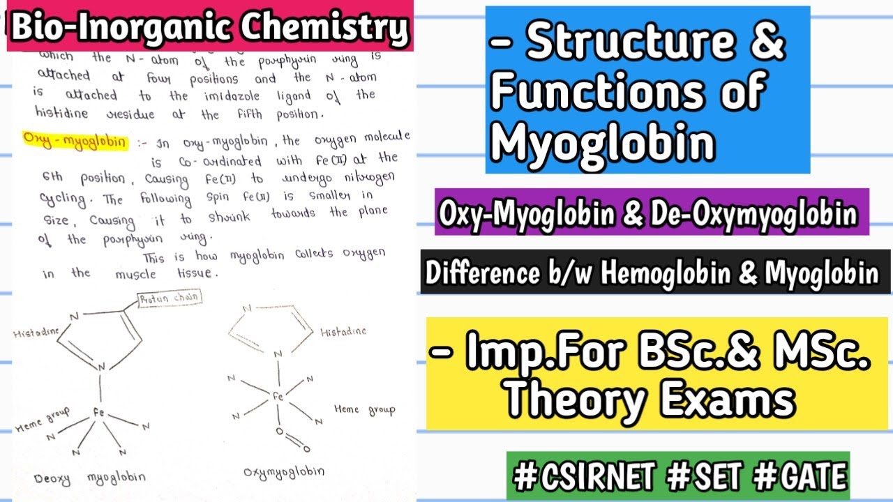 MYOGLOBIN - Structure & Functions |Difference B/W Hemoglobin & Myoglobin  