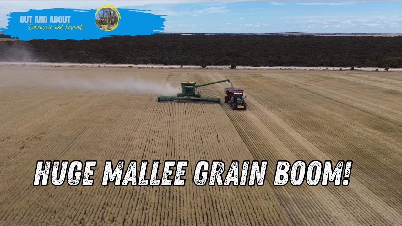 From Paddock to Silo: Grain Harvest with a Mallee Farmer 2025