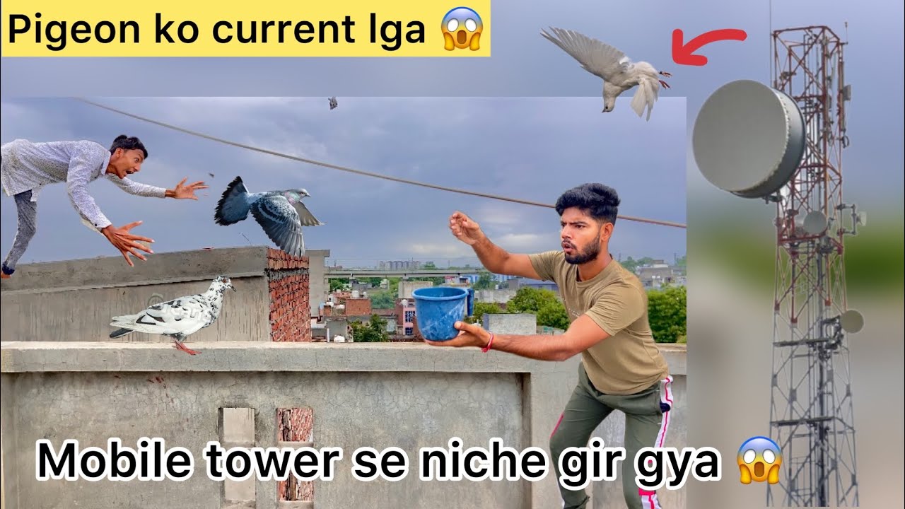 Aaj 3 naye kabutar mile 🤩 ( Try to catch three new pigeons 🕊️ )
