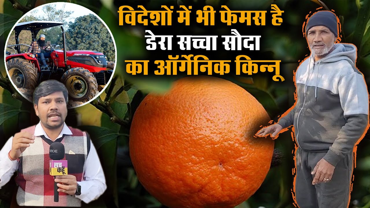 Saint Msg की Organic Kinnow Farming देख, दंग रहे जाते हैं विशेषज्ञ। Dera Sacha Sauda | Technical