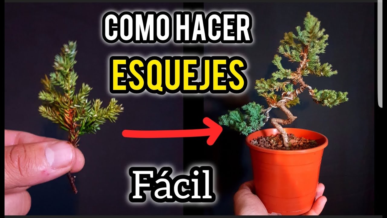Como hacer ESQUEJES DE JUNIPEROS SUPER FACIL Y 100% DE EXITO