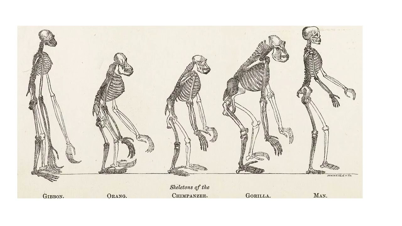 EVIDENCE OF ORGANIC EVOLUTION