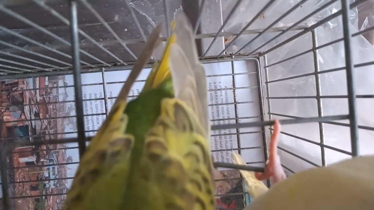 Periquitos australianos e calopsita #pets #aves #parrot #fob