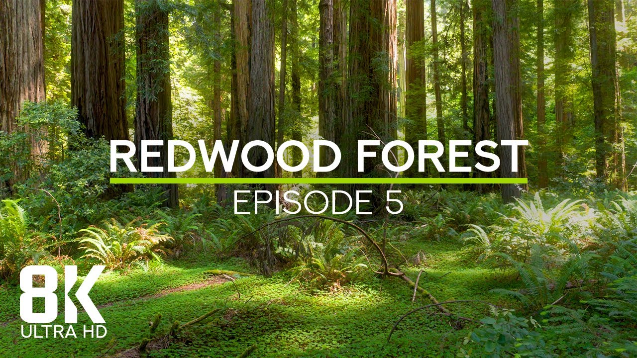 Calming Ambience of Largest Trees on Earth - Sounds of Redwood Forest - 8K Echoes of the Ages #5
