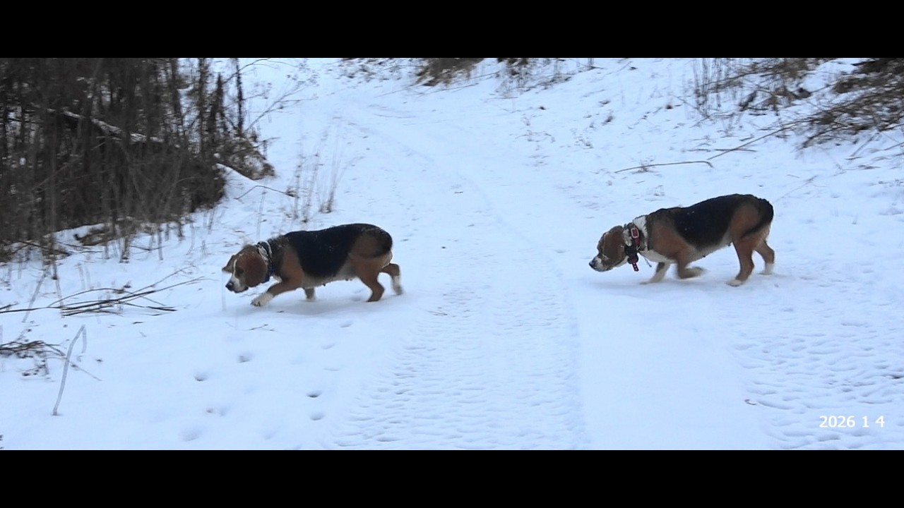 Skyview's Beagles Sky & Tracy Somehow Manage To Run The Rabbit No Matter The Conditions 2-10-26