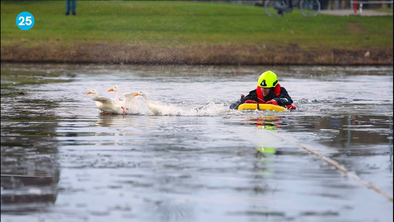 Urk - Eend Roelie vast op het ijs, brandweer schiet te hulp