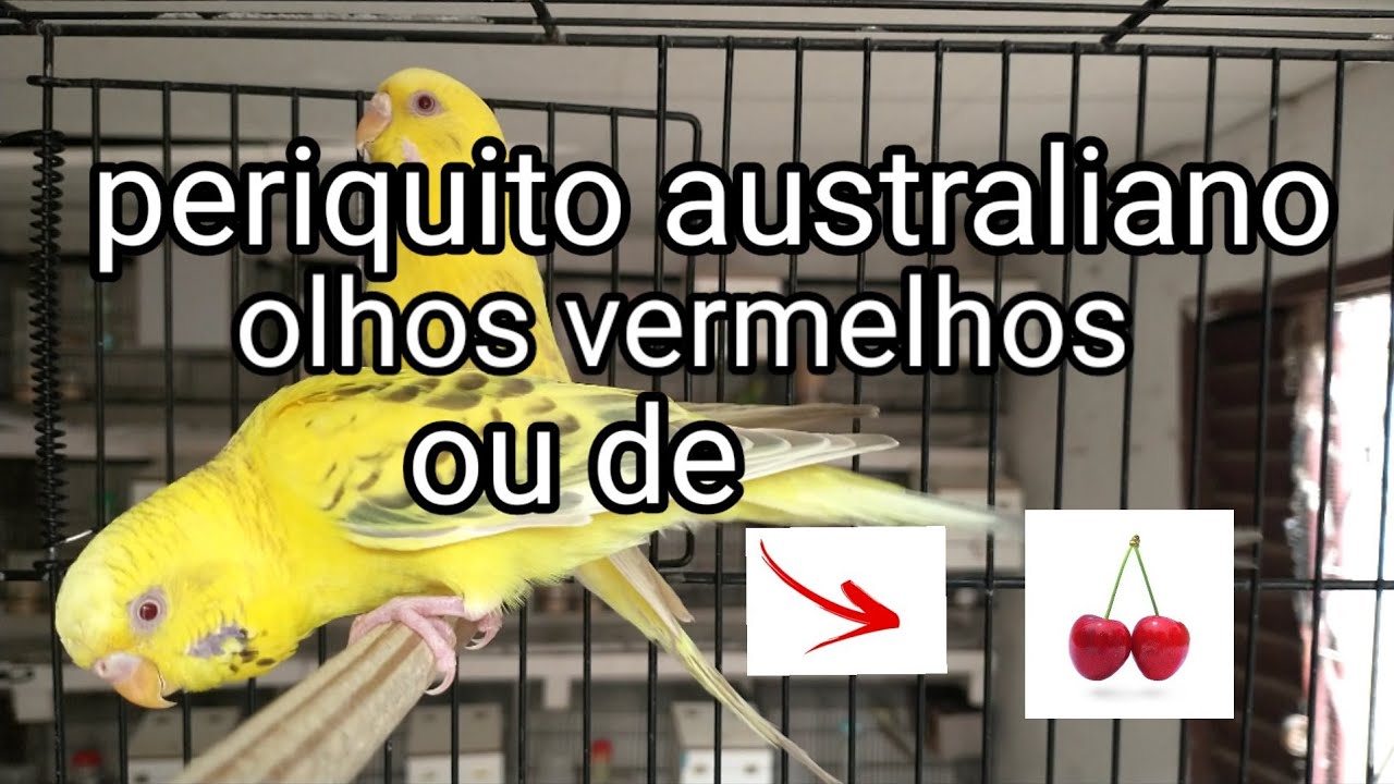 periquito australiano olhos vermelhos ou Fulvo !*Fulvo bem marcado e não marcado
