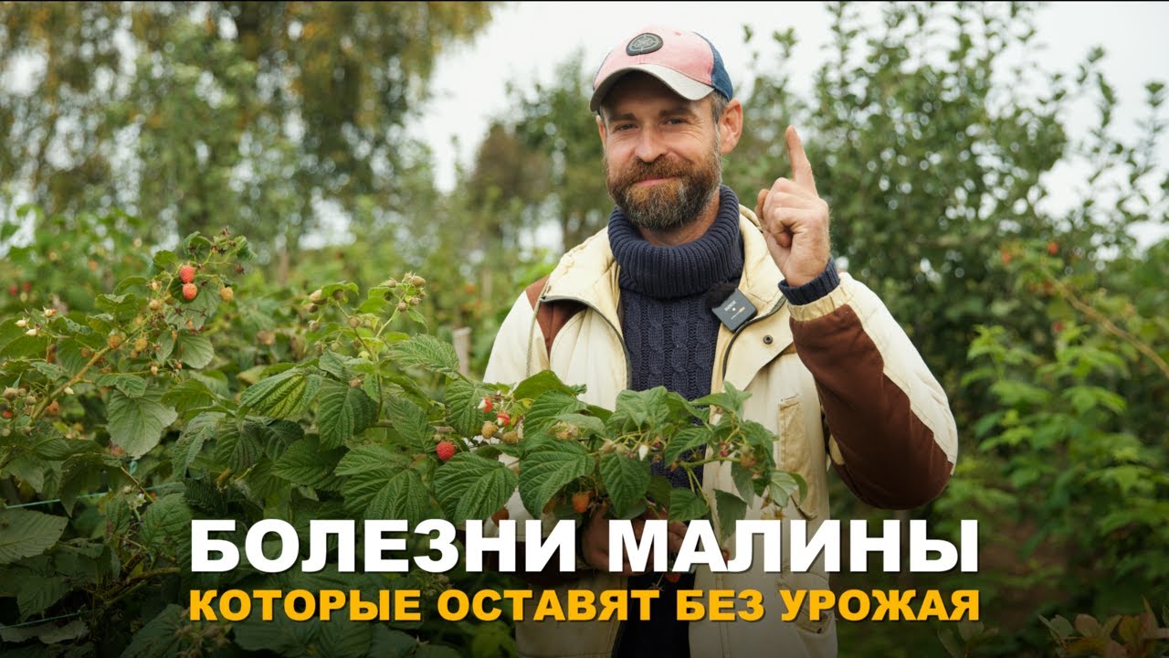 ВИРУСНЫЕ БОЛЕЗНИ МАЛИНЫ. Как определить вирусное заболевание малины и что с этим делать.