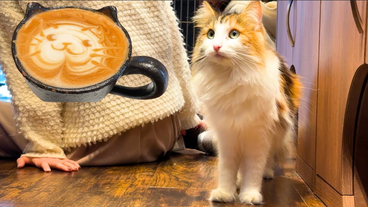 Токийское кафе с кошками🐾 Сердечный опыт с дружелюбными кошками-спасателями.🐱