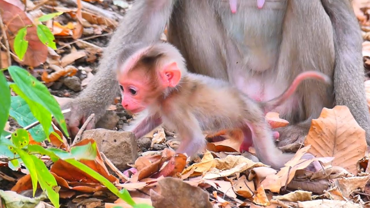 Oh my god, Tiny baby resting quietly on the ground after trying to walk.