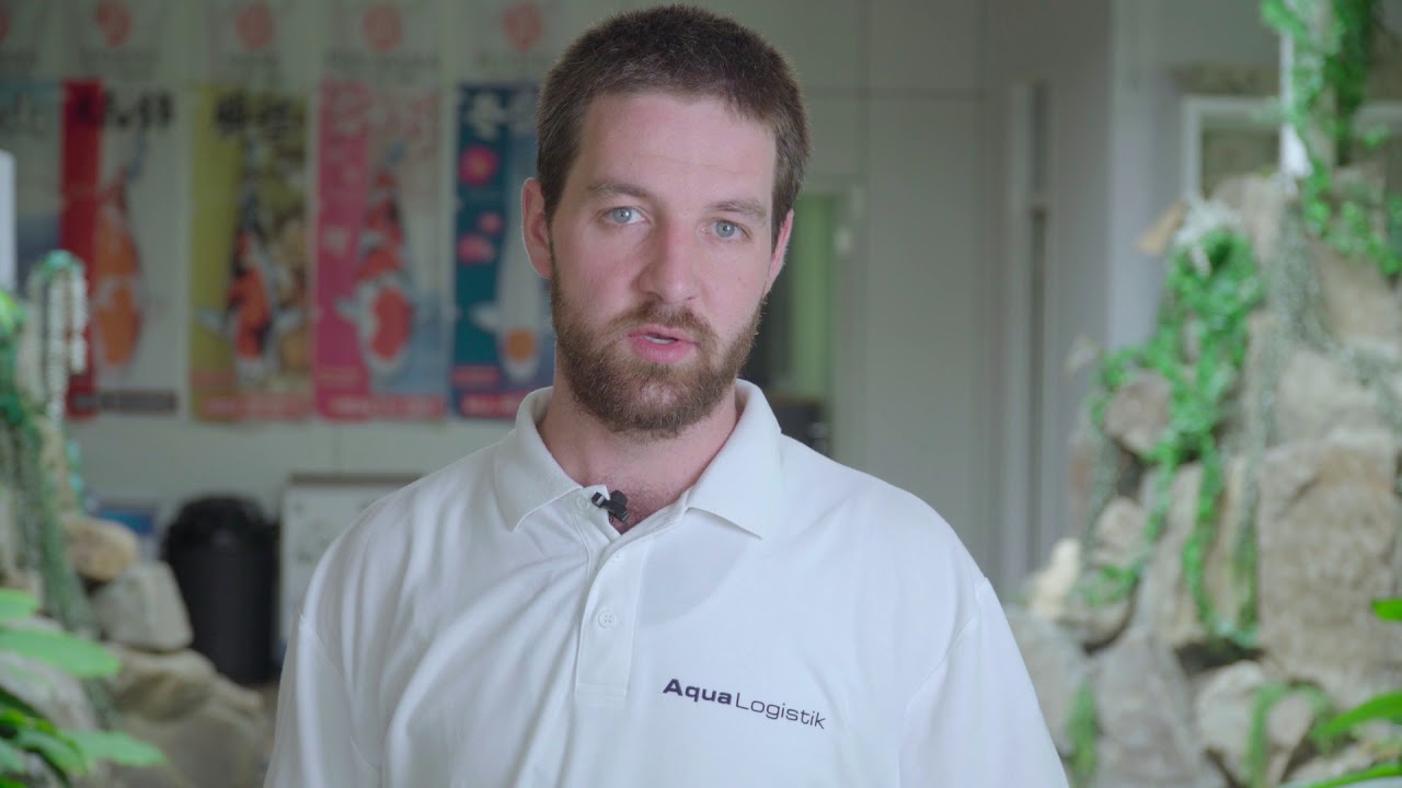 Fish and More Imagefilm Teil 3: Japanische Koi von Aqualogistik September 2018