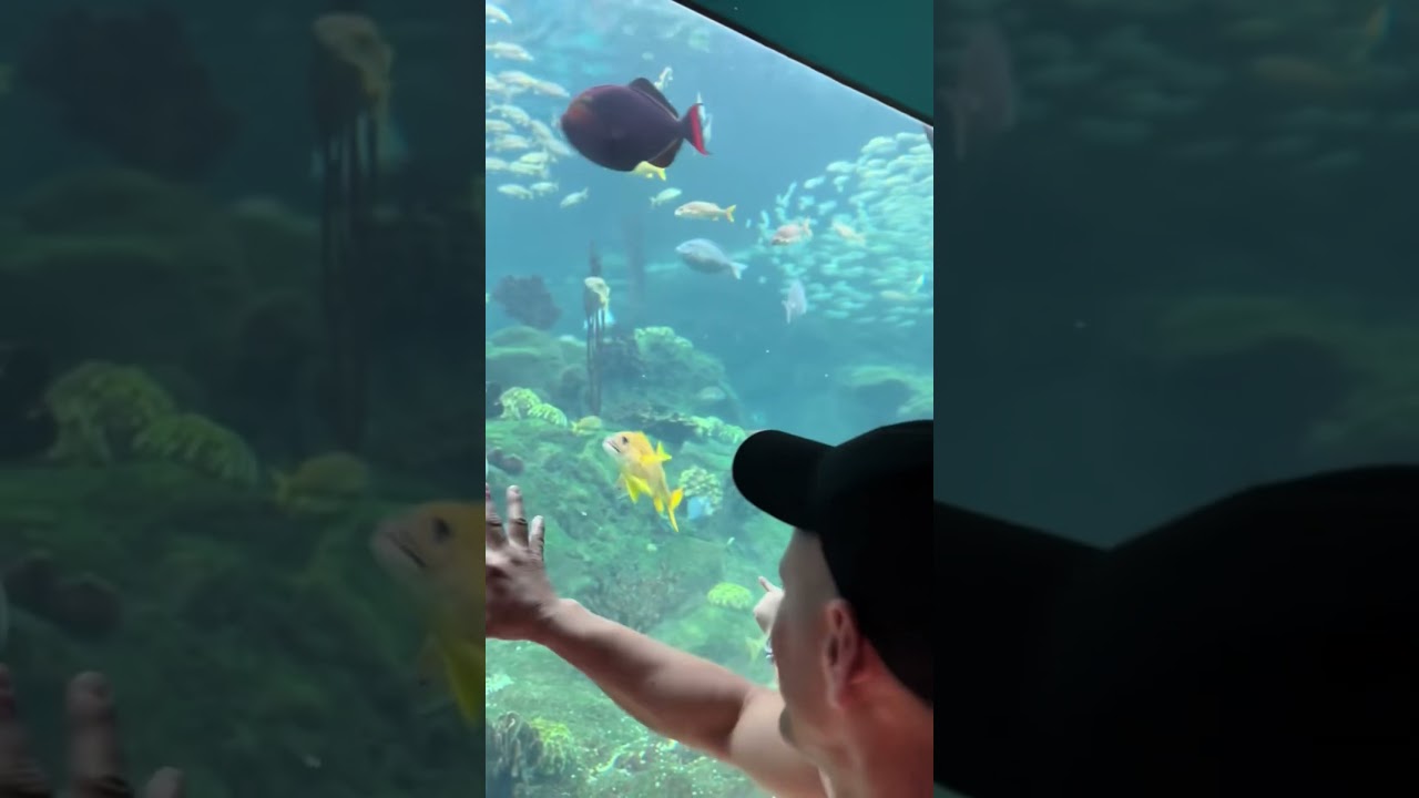 Acuario de Tampa Fl 