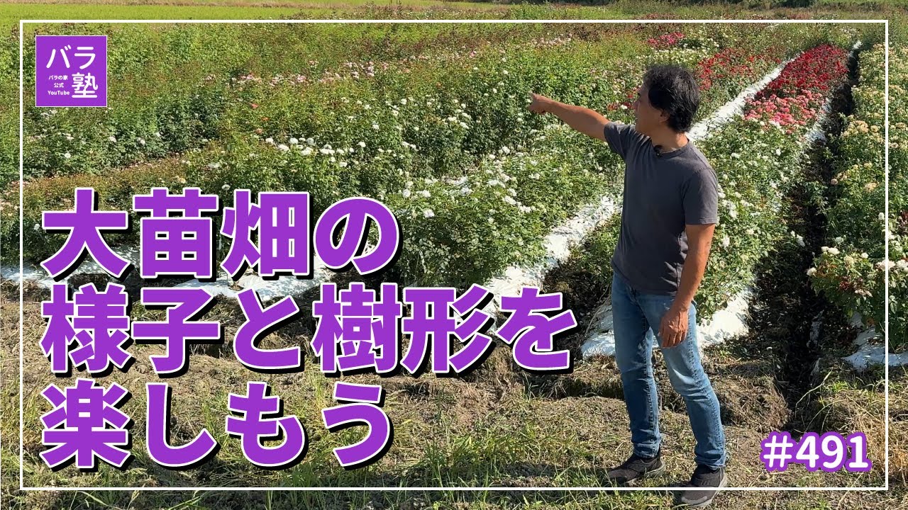 #491 大苗畑の様子と樹形を楽しもう