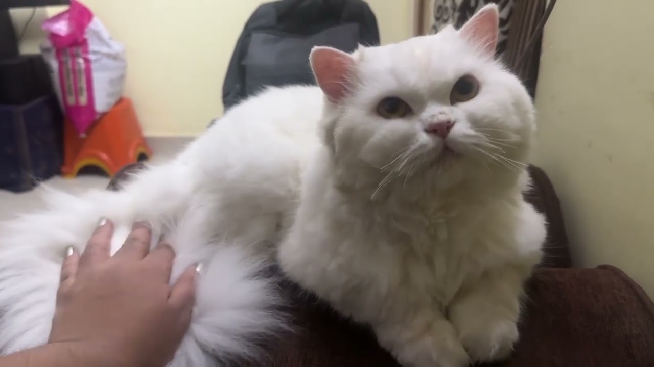 my chootu want's to Talk with me