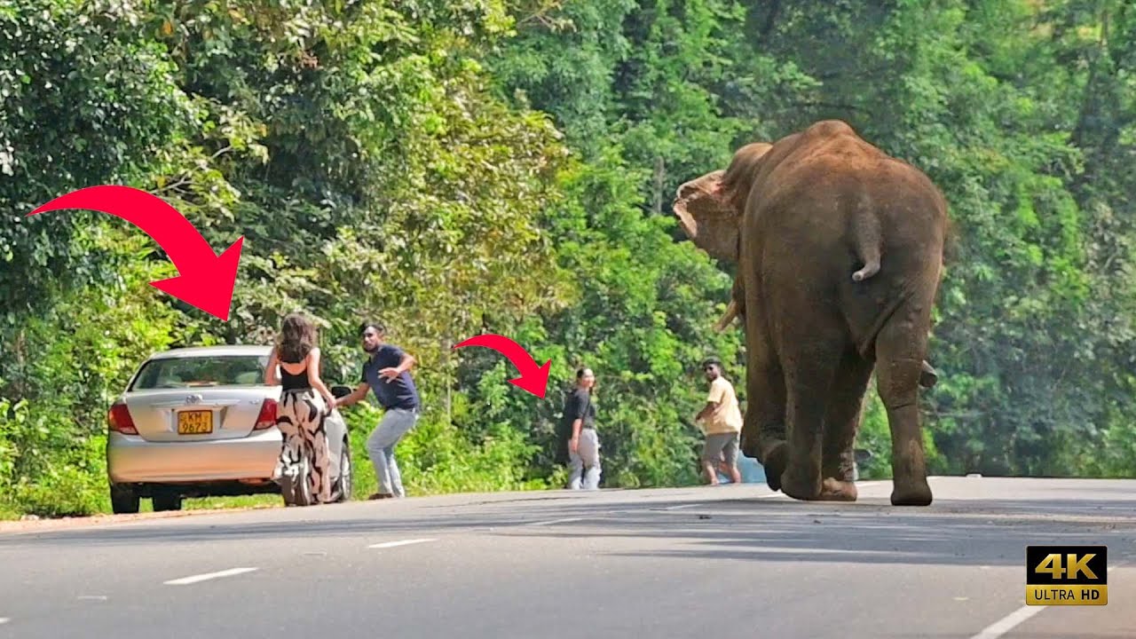 Terrifying Moment: Giant Tusker Charges Tourists! 🐘🚗 #attack #elephant #tourist #travel