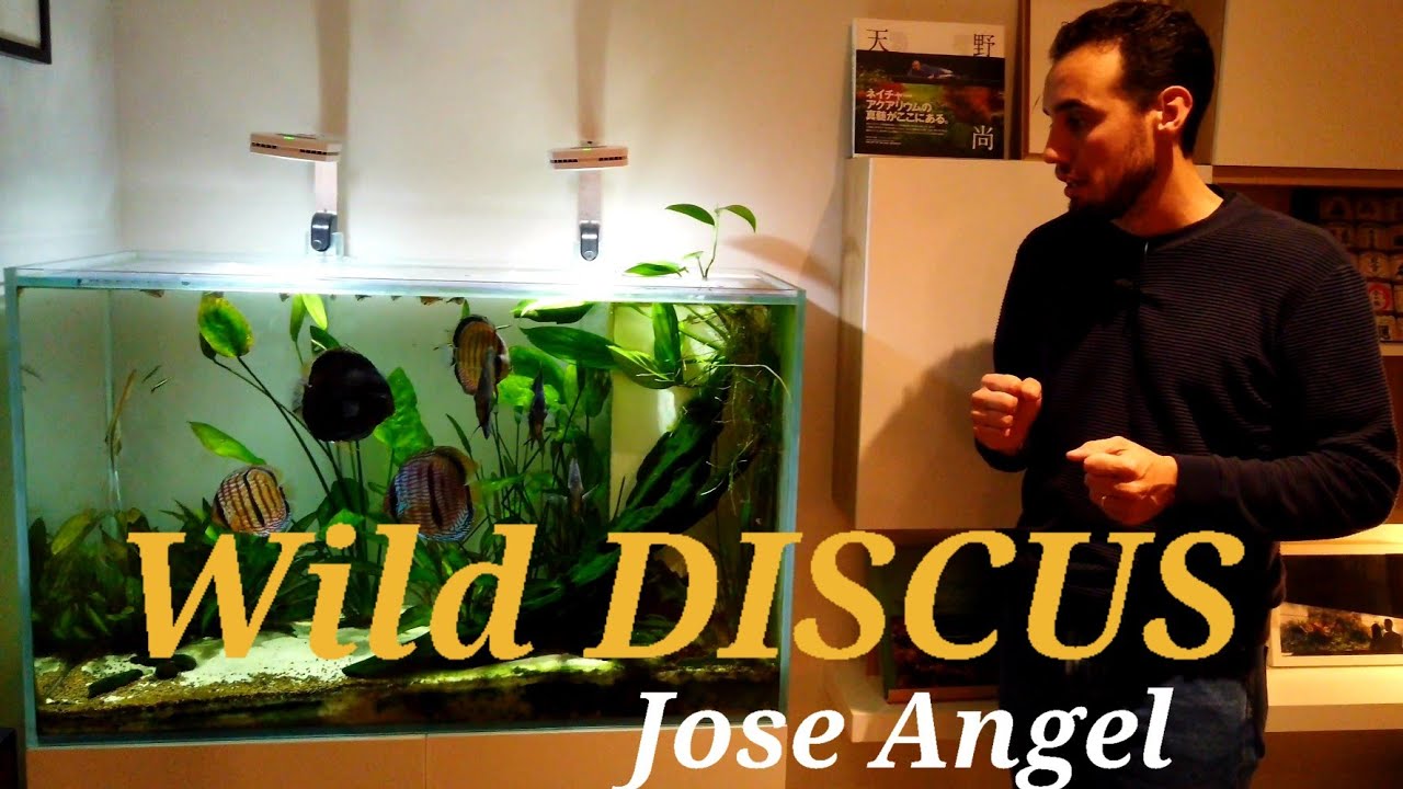 PECES DISCOS SALVAJES | Wild Discus Jose Angel