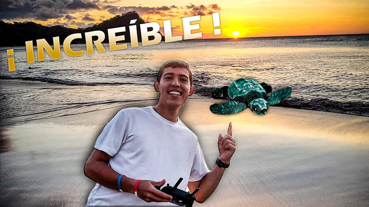 TORTUGAS NACIENDO en las mejores PLAYAS de COSTA RICA 🇨🇷🐢🇨🇷