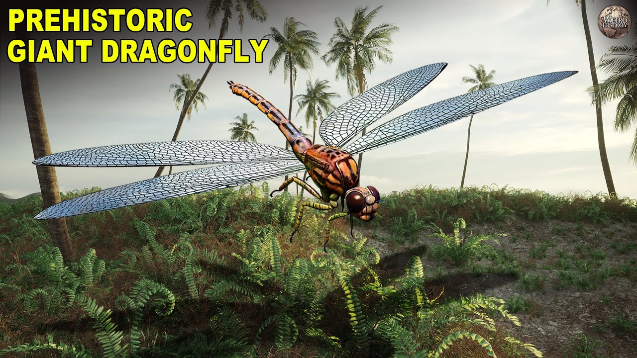 'Meganeura' - The Prehistoric Dragonfly With A Two-Foot Wingspan