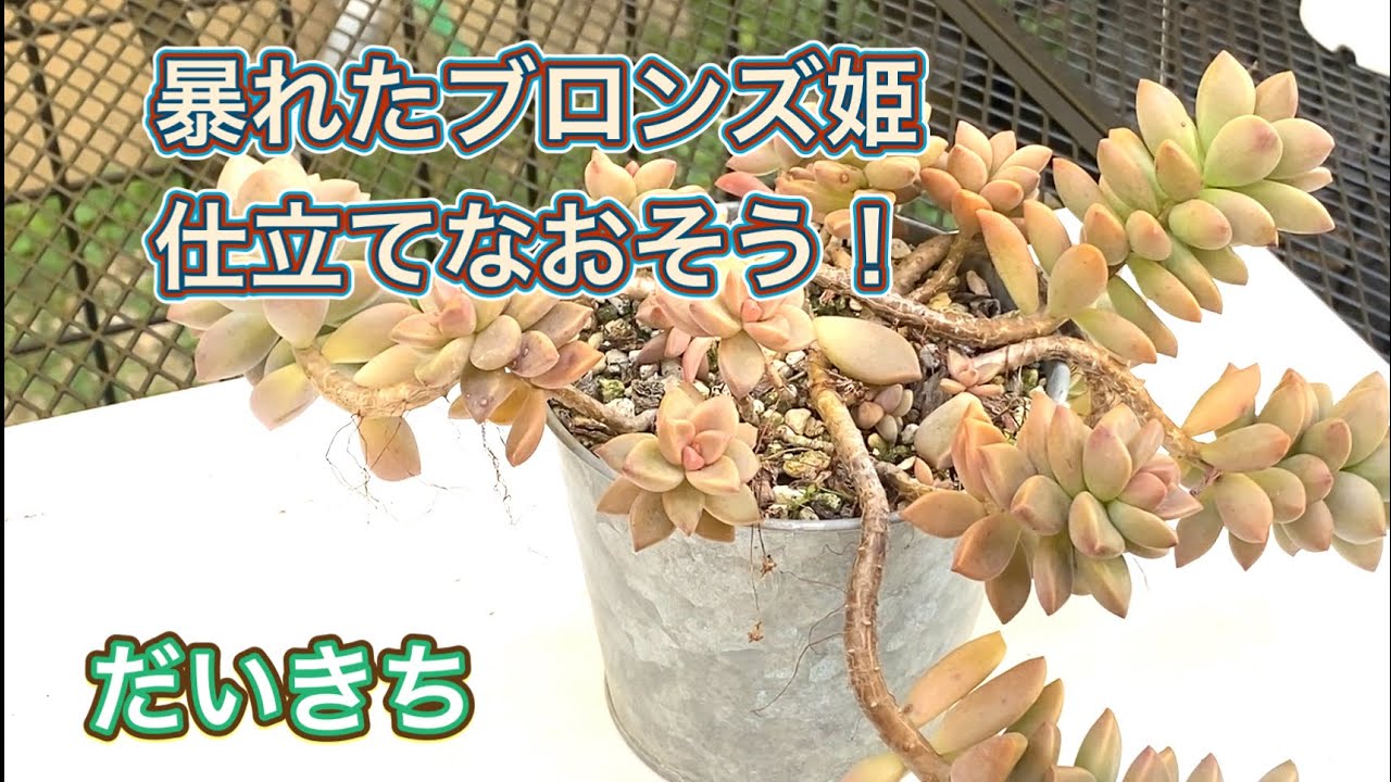 【多肉植物】暴れたブロンズ姫仕立てなおそう！