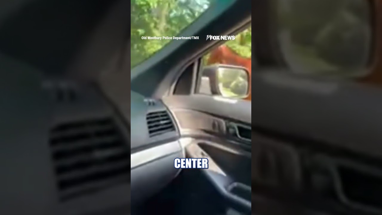 WATCH: Horse takes police on WILD roadside chase #shorts #foxnews #us #news