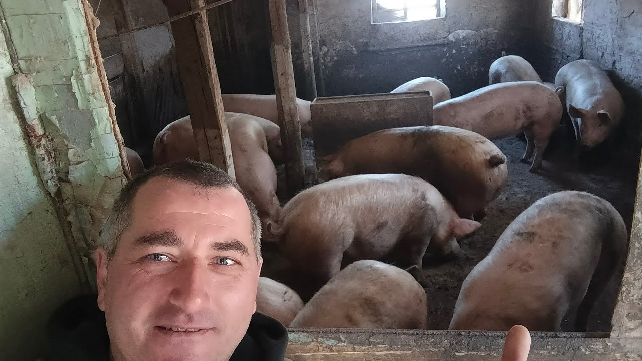 Машини ,Свині та плани на цей рік!!!
