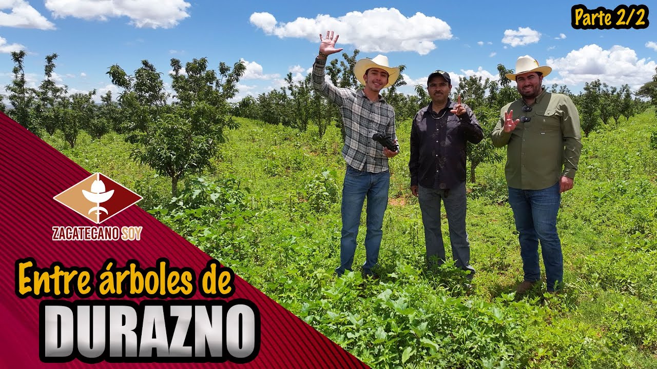 EN CUALQUIER TIERRA CRECEN estos duraznos