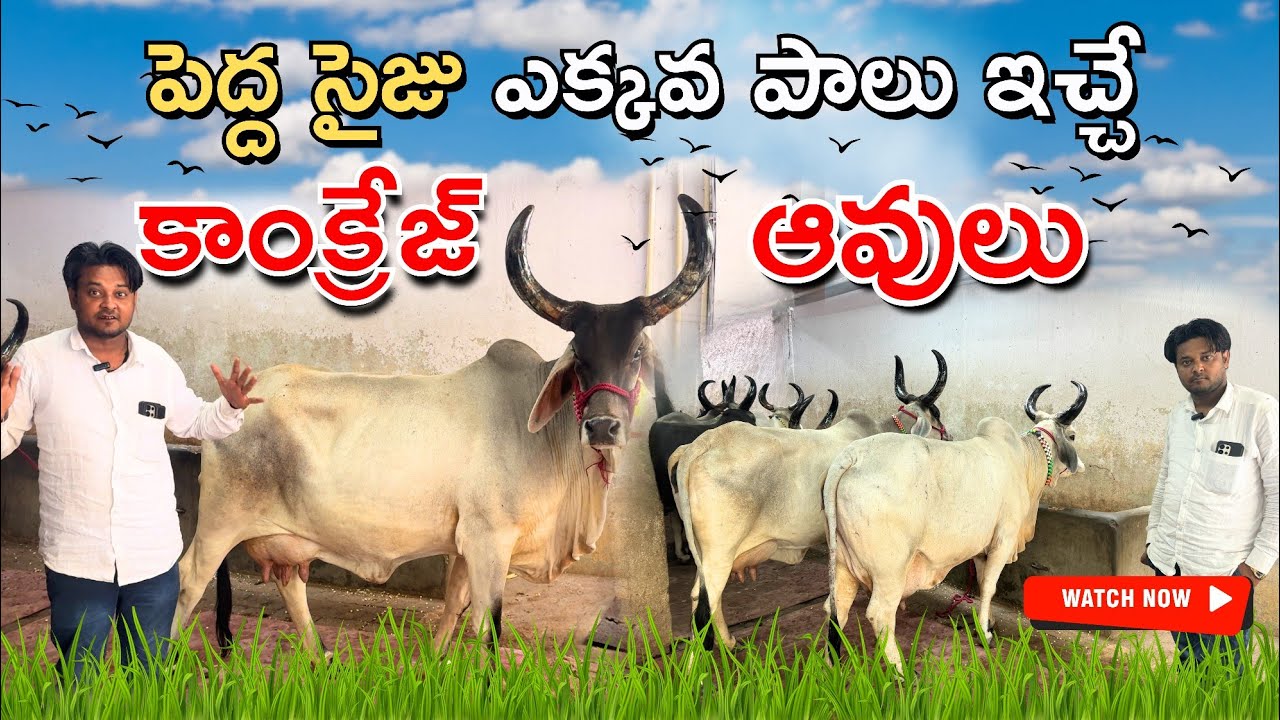 పెద్ద సైజు ఎక్కవ పాలు ఇచ్చే కాంక్రేజ్ ఆవులు  | Big Size and High Milking Kankrej Cows | Desi Cows