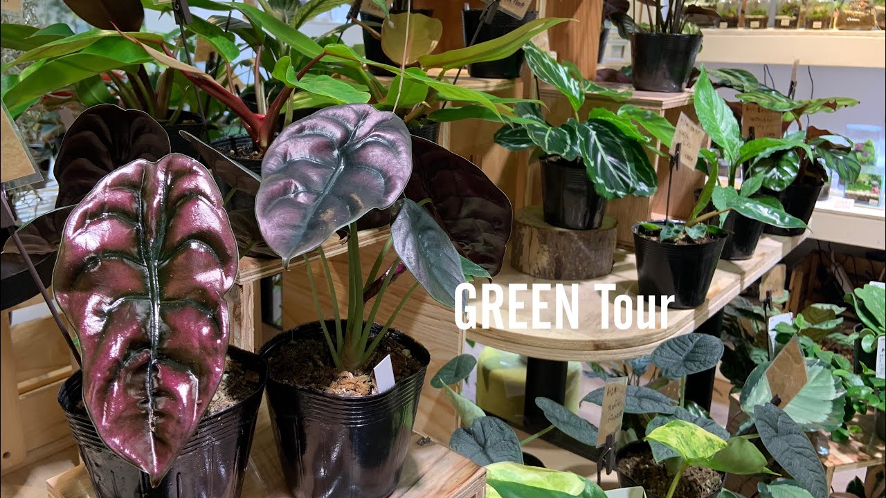 定番に飽きた方必見！見た目が変わってる希少品種がいっぱい！珍しい観葉植物大好きな美人姉妹が営むガーデニングショップ| 植物とわんちゃんグッズのお店 NOKO's |  園芸店巡り | 大阪/八戸ノ里