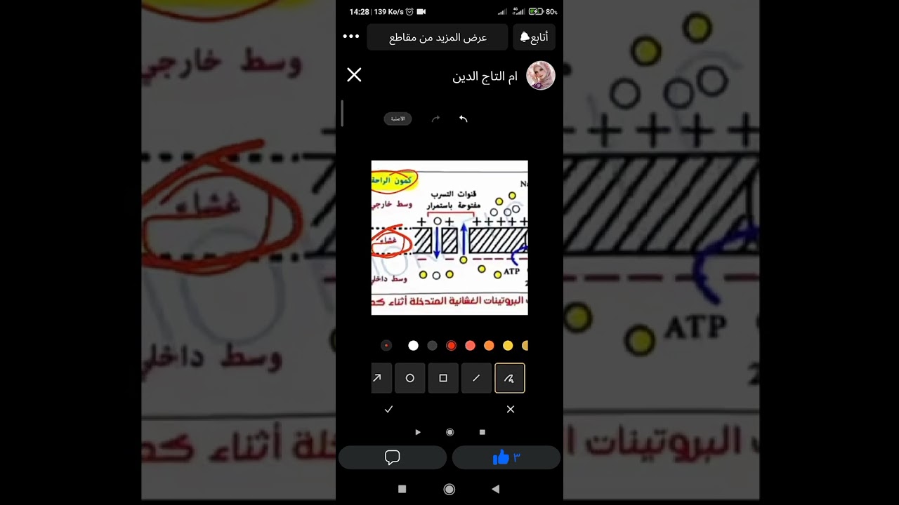 كمون الراحةالإتصال العصبي 
