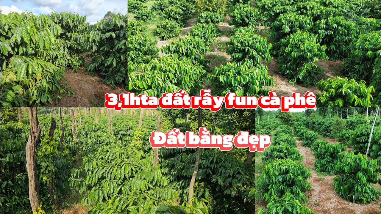 3h1 đất rẫy fun c&agrave; ph&ecirc; si&ecirc;u mẫu gi&aacute; rẻ