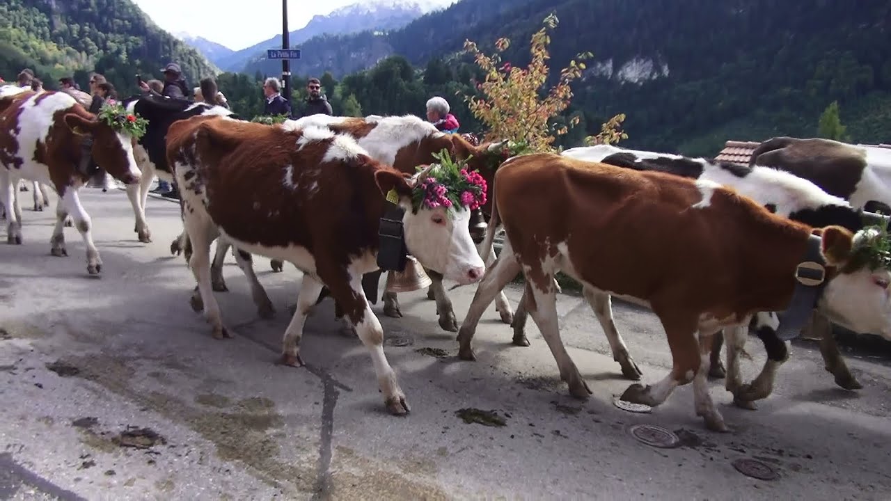 46ème DESALPE DE CHARMEY en Gruyère, Suisse, le samedi 27 septembre 2025