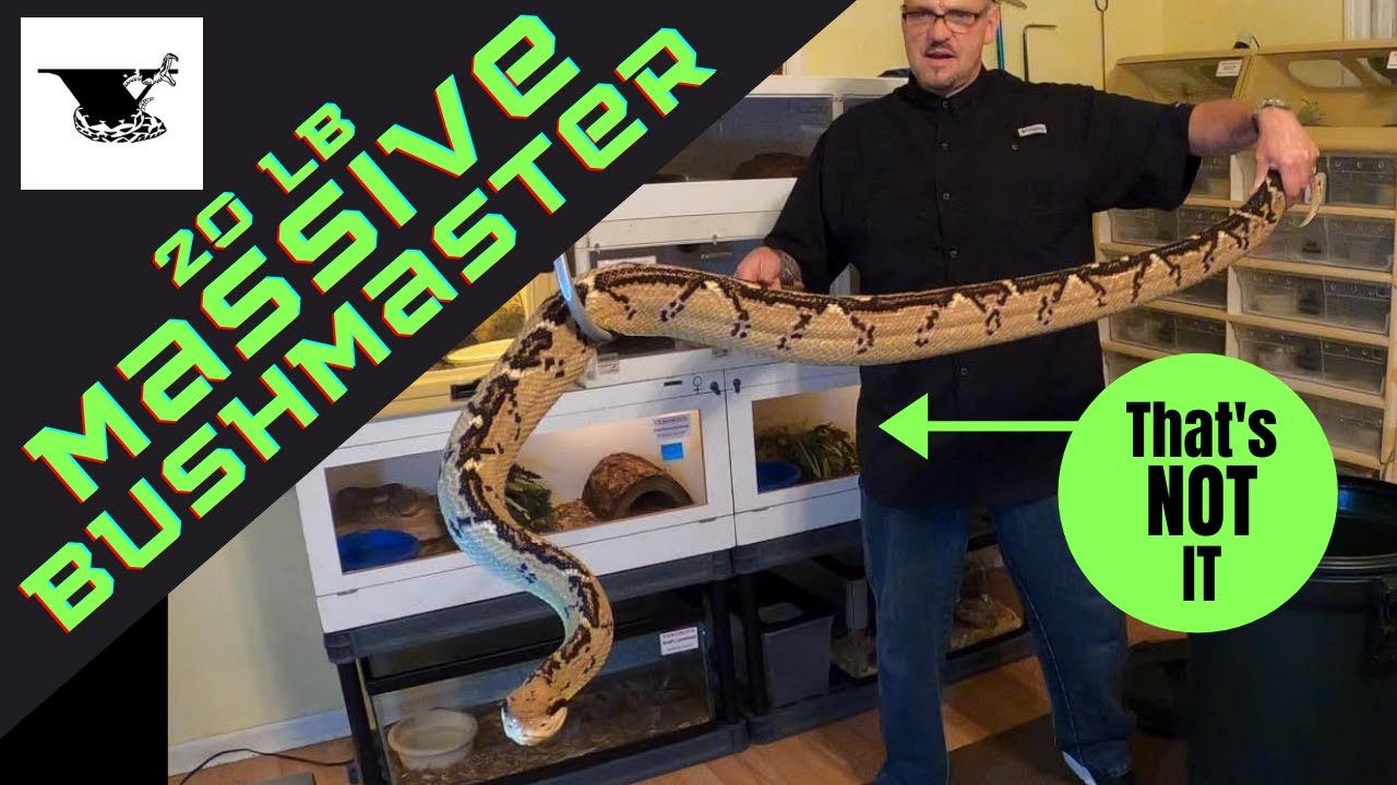 The World's Rarest Snake: 20 lb Bushmaster