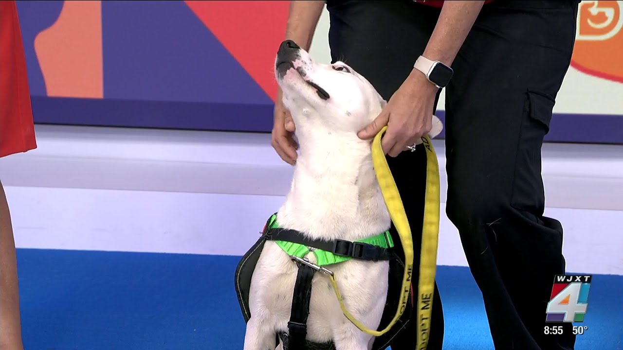 Passion 4 Pets с Зеняттой